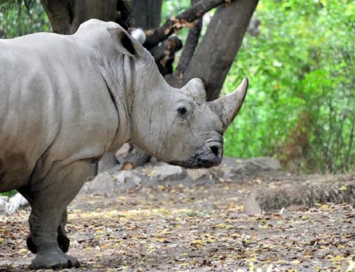 Contrasto all’estinzione delle specie animali. L’11 maggio al BioParco di Roma  “Invertiamo il rosso”