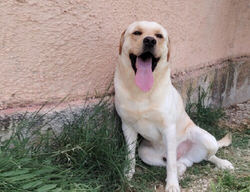 Ron è un bellissimo e giovanissimo Labrador di 45 chili, esuberante e supersocievole