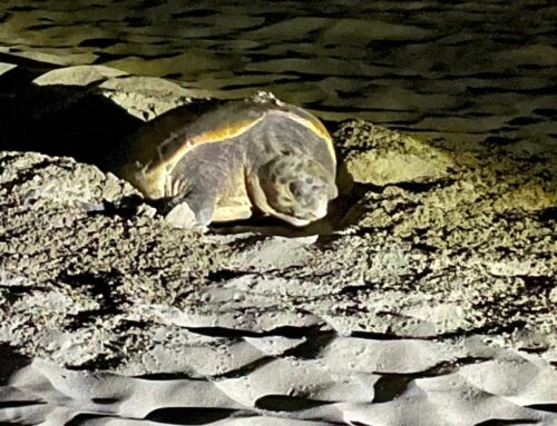 Nella spiaggia del Circeo il primo nido di tartaruga Caretta Caretta della stagione 2025