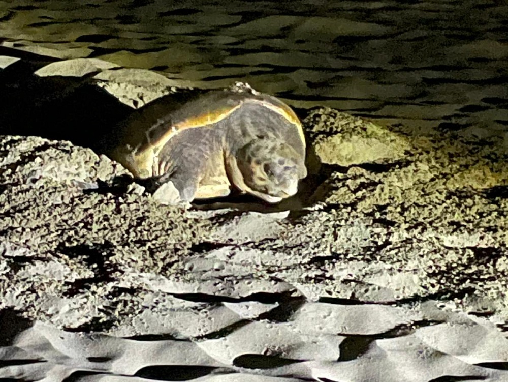 Caretta_Caretta_12_giugno_2025_6