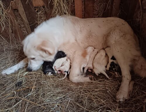 Sei cuccioli necessitano di aiuto: le info