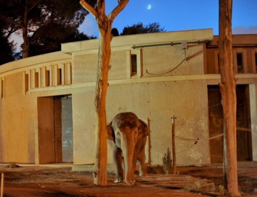 Al BioParco di Roma i Safari Night, le viste notturne dell’estate