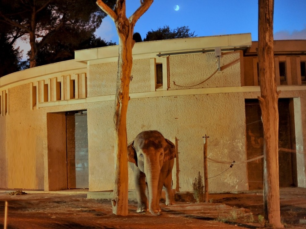 MDG_7269 alb pht1 ELEFANTE