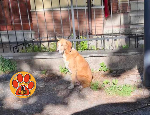 Cagnolone segnalato in via Manio Curio Dentato: di chi è?