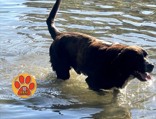 Cagnolone vagante lungo il Velino, si è smarrito?