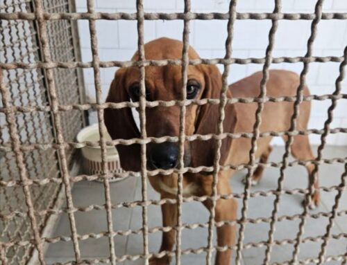 Accalappiata a Sant’Elpidio, cagnolina finita in Canile