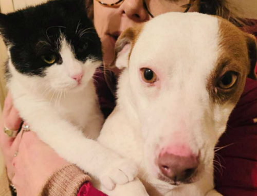 Sandy e Kaj, coppia inseparabile: cane e gatto cercano adozione insieme!