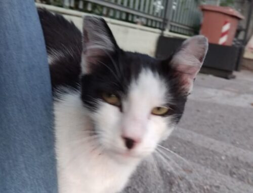 Gatto trovato a Quattro Strade, è di qualcuno?