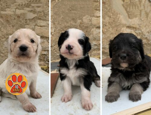 Mamma cane ha dato alla luce 5 splendidi cuccioli bisognosi di amore