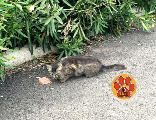Due gatti mal messi segnalati a Tesori al Terminillo Center di Cittaducale