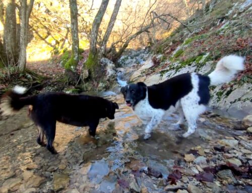 Smarriti Frodo e Bilbo di padre Renzo Cochi del Santuario di Poggio Bustone