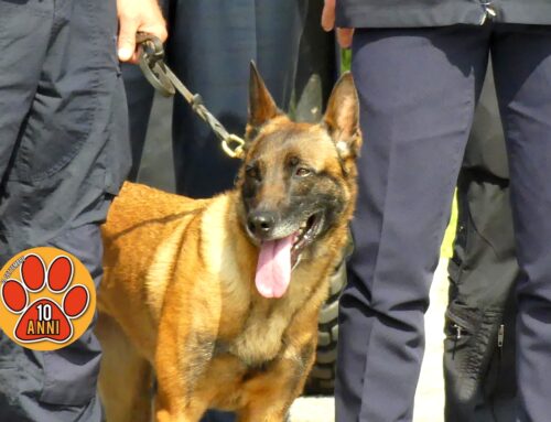 La cagnolina carabiniere Asia presente alla parata per festeggiare i 211 anni dell’Arma Carabinieri di Rieti