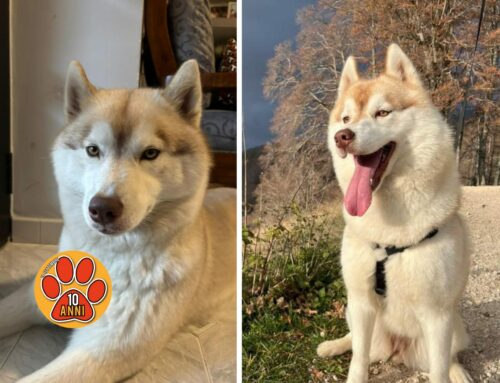 Dea è scomparsā da Chiesa Nuova. E una Siberian Husky, aiutiamo la famiglia