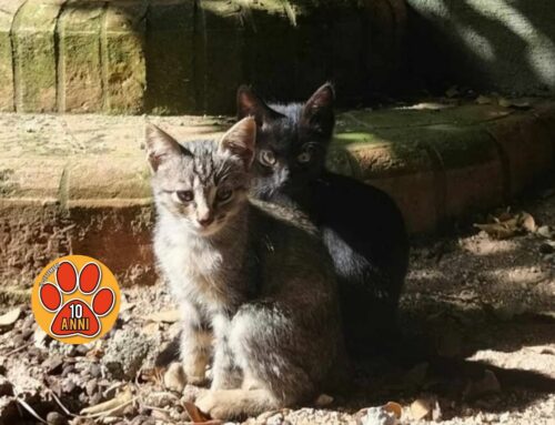In adozione tre gattini nati a Toffia