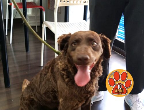 Buone nuove per il cagnolino di Cittaducale