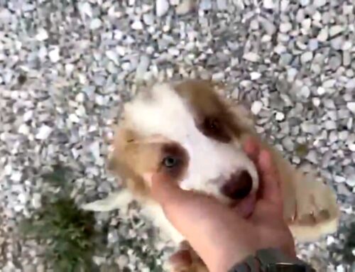 Nove cuccioli da Teramo, aiutiamoli