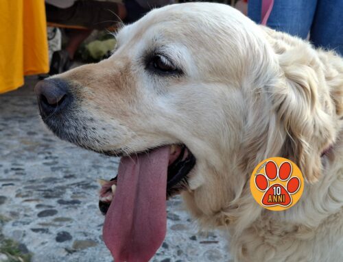 Benessere e corretta convivenza con gli animali, a Rieti il 9 luglio si riunirà la Commissione Statuto e Regolamenti