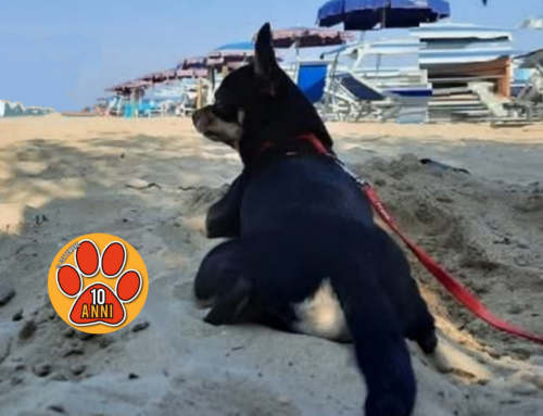 APPUNTI A SEI ZAMPE – Cani in spiaggia: alcuni consigli per giornate perfette
