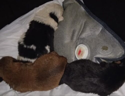 Vasto, tre cuccioli trovati in strada accanto alla mamma mørta