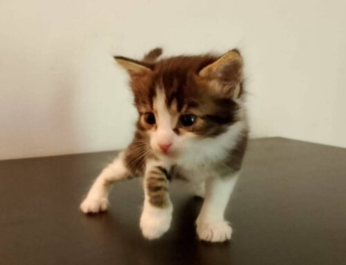 Quattro gattini cercano famiglie amorevoli