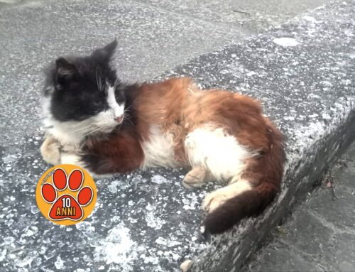 Ci segnalano a Montasola gatti mal messi. Chi può aiutarli?