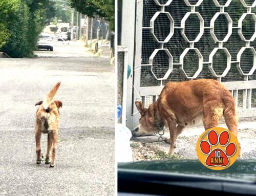 Due cani dulla Terminillese stanno rischiando l’investimento