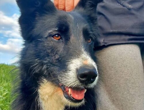 Bimbo è uno strepitoso mix Border Collie – Pastore Italiano in cerca di adozione