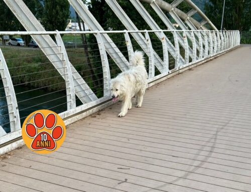 Cane affaticato segnalato su Ponte Milardi