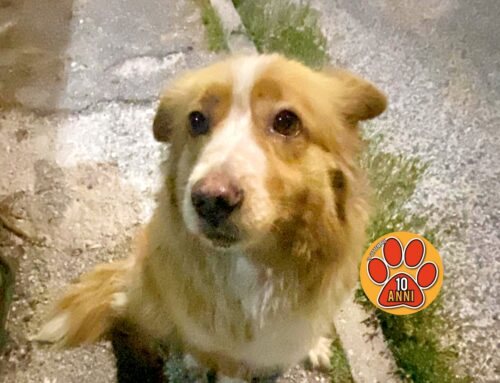 Cane da solo in strada a Campoloniano, chi lo ha smarrito?