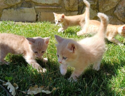 Due sorelline bianco-arancio sognano una casa