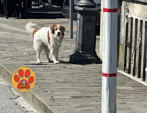 Rieti, cane bianco su Ponte Romano, forse smarrito