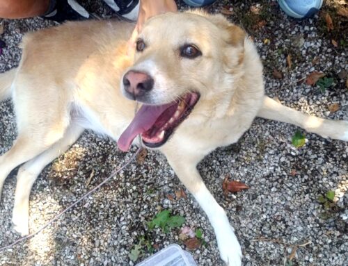 Simil Labrador assetato trovato in zona Asso Sporting Club. Chi lo ha smarrito?