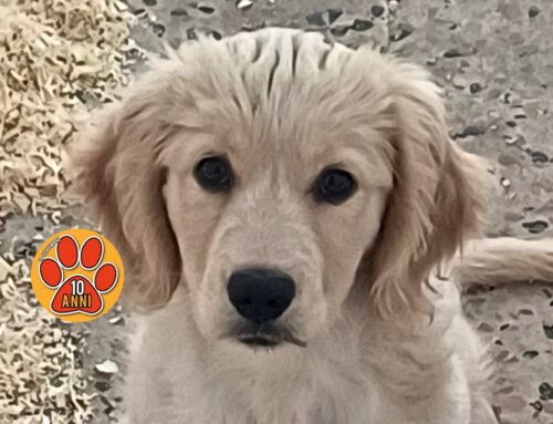 Casa cercasi per Jolie, cucciola di Golden Retriver