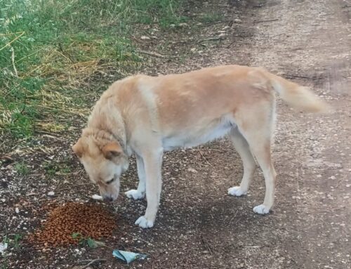 Tornato a casa il cane della zona Asso Sporting Club