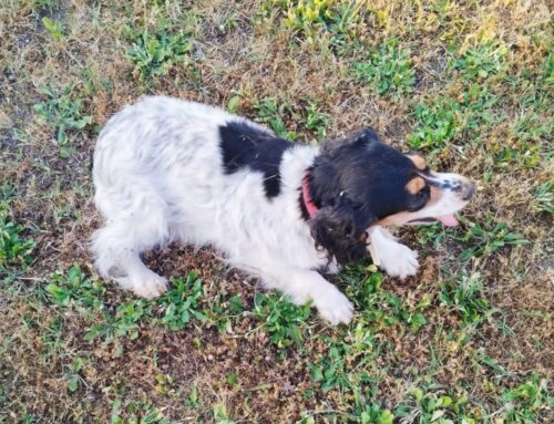Segnalato cagnolino a Rocca Sinibalda, si cerca la famiglia