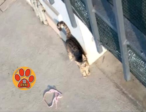 Gattina comparsa in un condominio. Piange disperata, di chi è?
