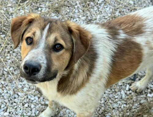 Tristano cerca ancora casa, dall’Abruzzo sogna una famiglia. Vai a conoscerlo