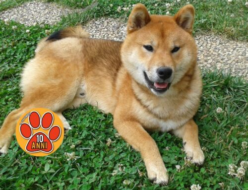 Fuji scomparso dalla Sabina, razza Shiba Inu. Chi lo ha visto?