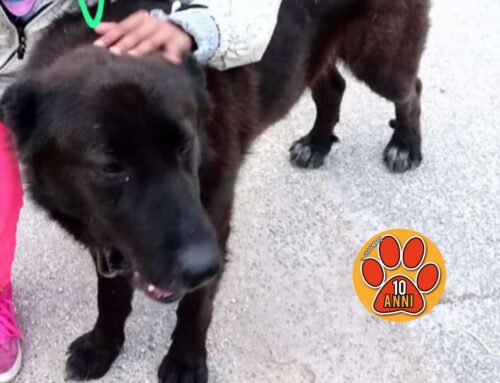 Carolay cerca adozione per questo tesoro a quattro zampe da Rieti