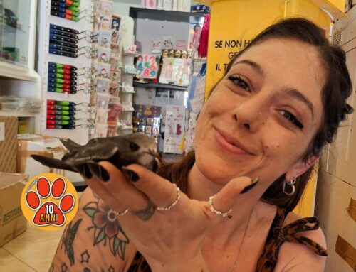 Irene, Rondone ferito e salvato. Sarà curato in un centro specializzato