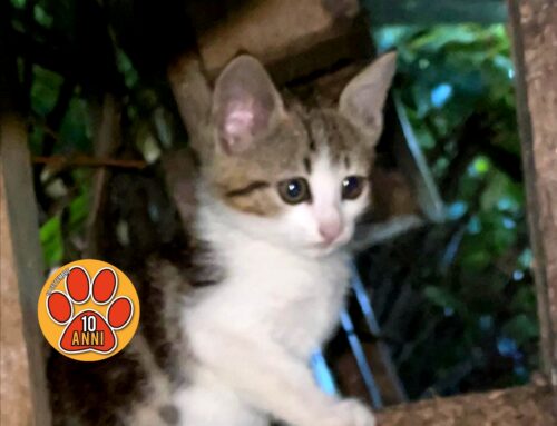 Emergenza gattina: scomparsa da via padre Salvatori a Rieti