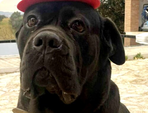 Smarrito cane Corso da Passo Corese