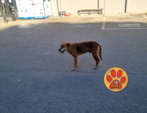 Cane vagante al CRAI della Terminillese