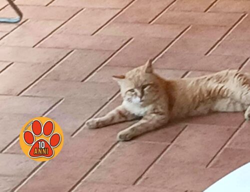 Gatto bisogno di aiuto a Vazia, è rimasto orfano