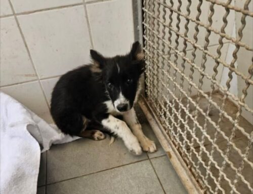Cane impaurito recuperato in mezzo al bosco