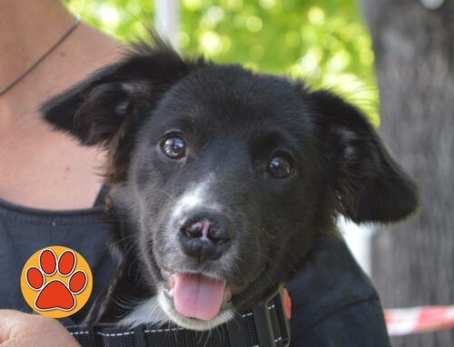 Domenica 8 giugno Tesori a quattro zampe ospite di “Una Giornata da cani 9.0” organizzata da Pasqualina & Friends