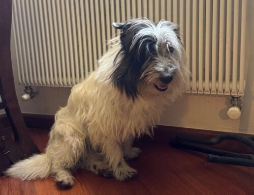 Botti per sant’Antonio, scappato questo cagnolino. Trovato a La Fornace. Di chi è?