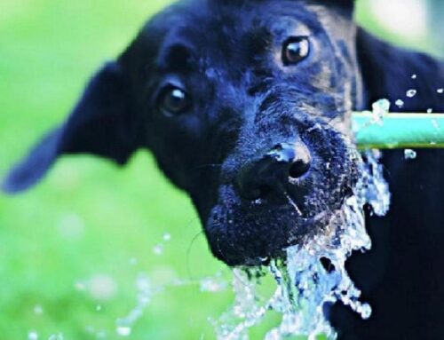Lascia una ciotola di acqua fresca a cani e gatti randagi