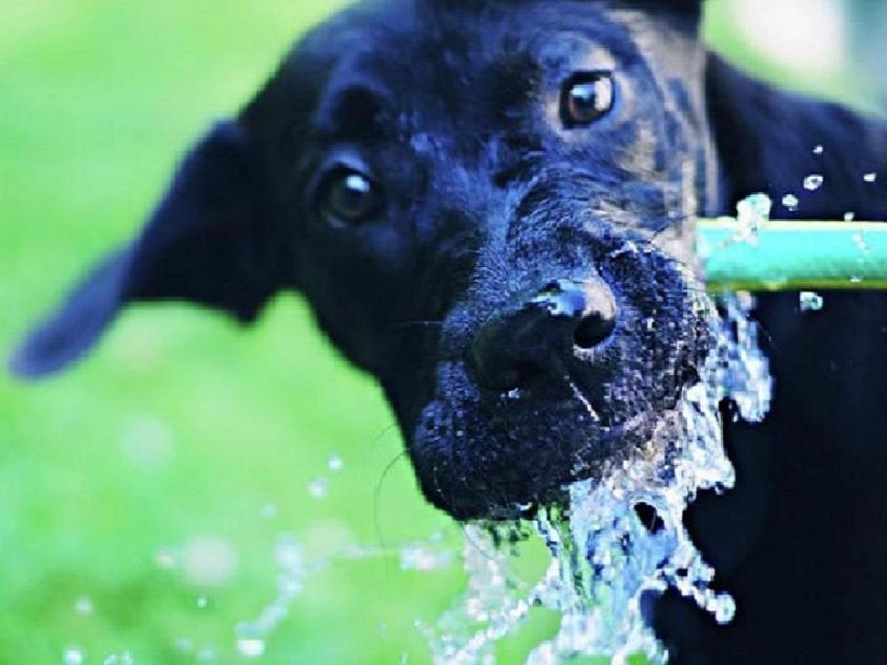 cane_beve_acqua