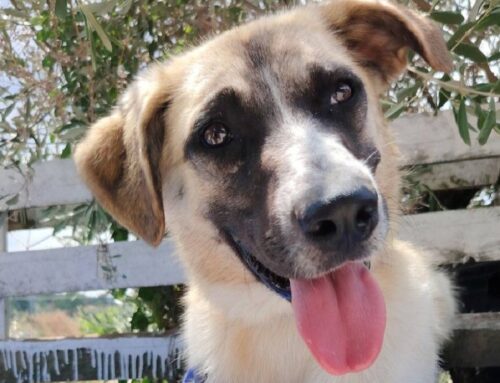 Mirta è una cucciolotta di 1 anno di taglia medio contenuta, super simpatica e socievole